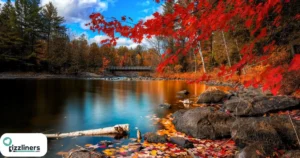 Autumn Rizz Lines