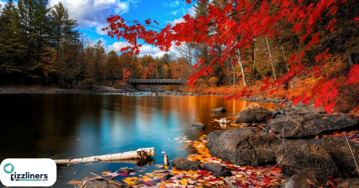 Autumn Rizz Lines