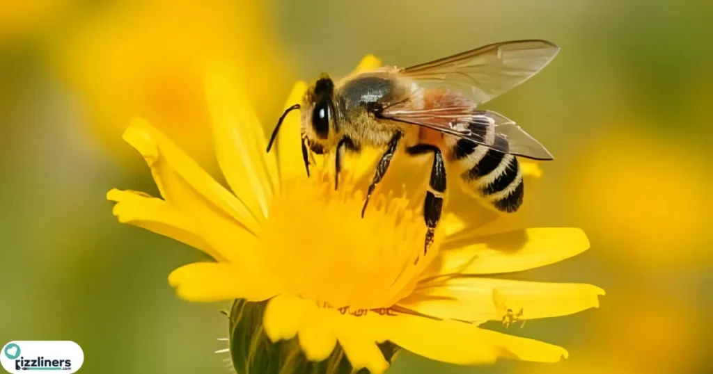 Cute Bees Choose