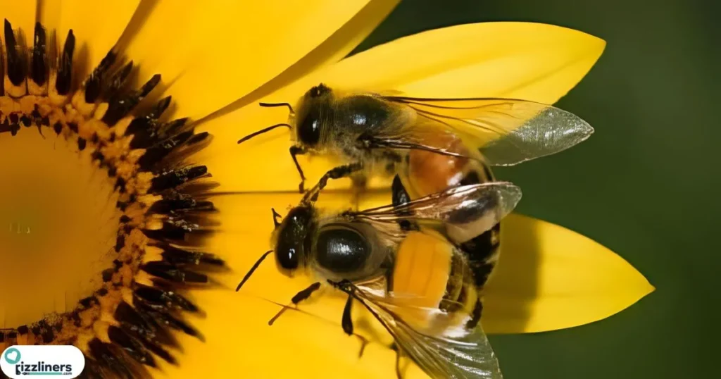 Dirty Bees Choose