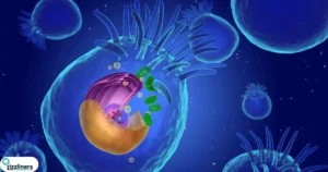 Nucleus Rizz Jokes