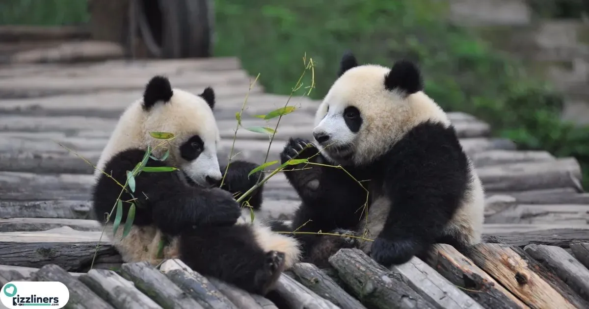 Panda Rizz lines