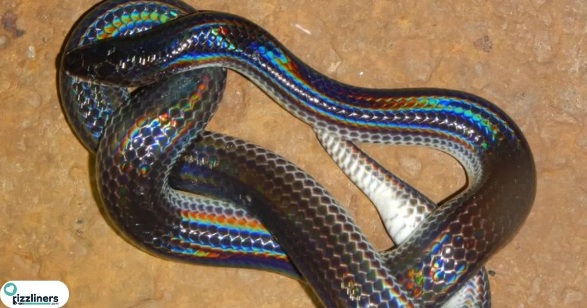 Snake Rizz Lines