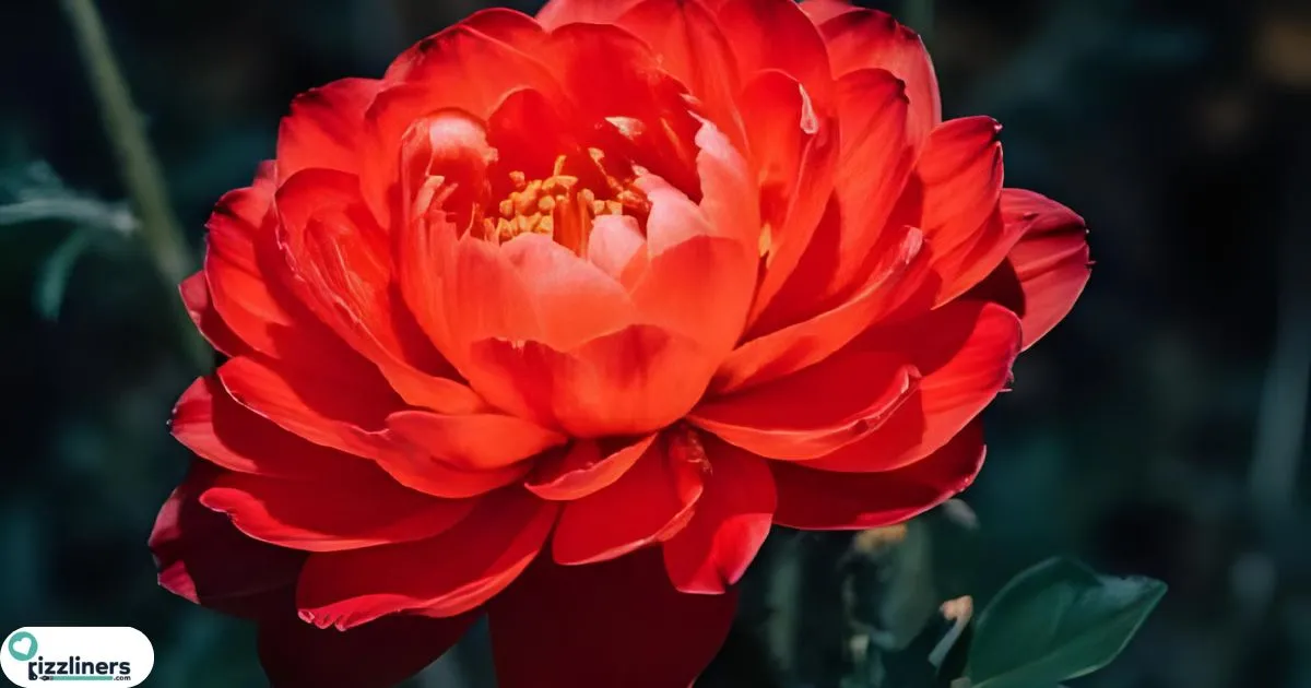 Top Flower Rizz