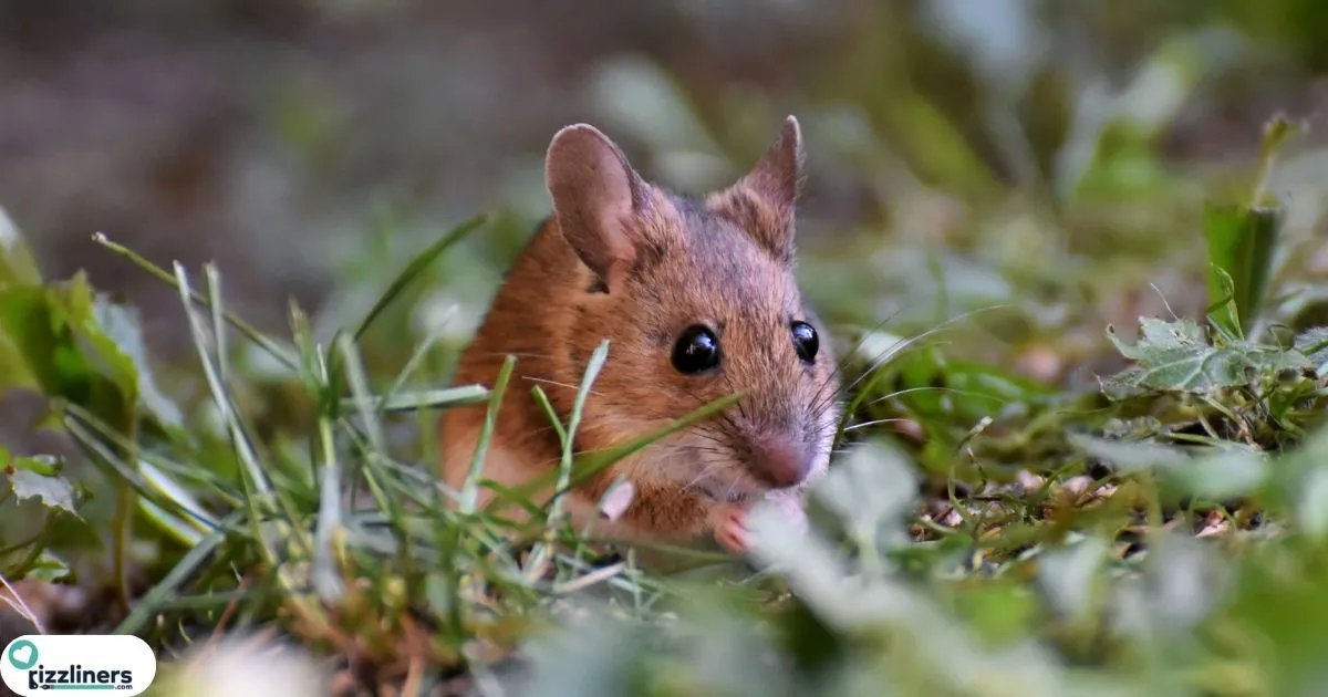 Cheeky Mouse Rizz