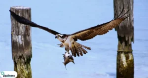 Top Hunting Rizz