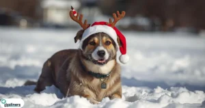 Dog Christmas