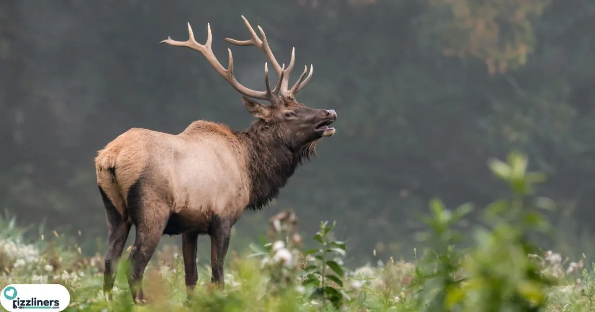 Elk Puns