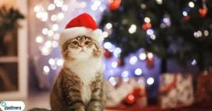 Top Christmas Cat