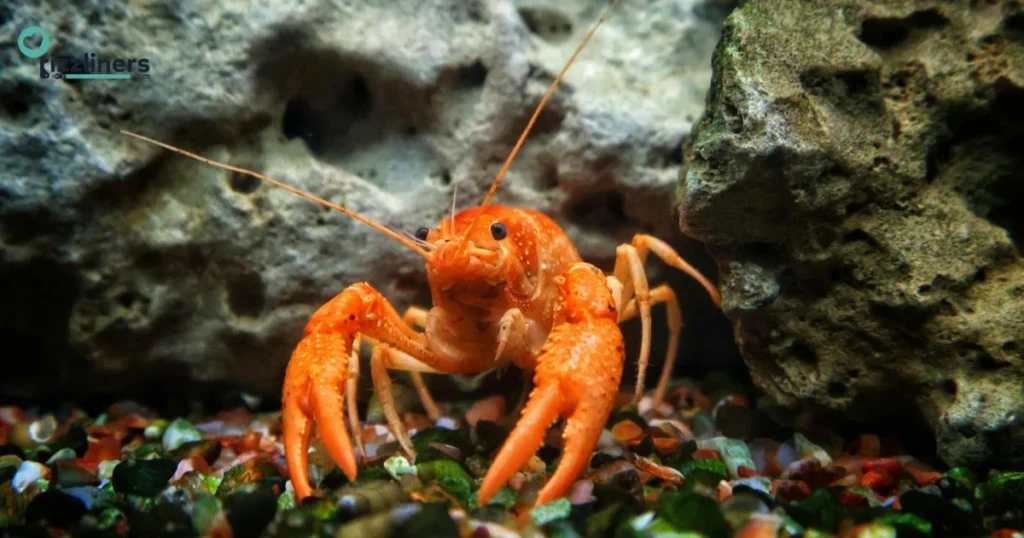 Cheesy Crawfish Lines