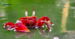 Crawfish Pickup Lines