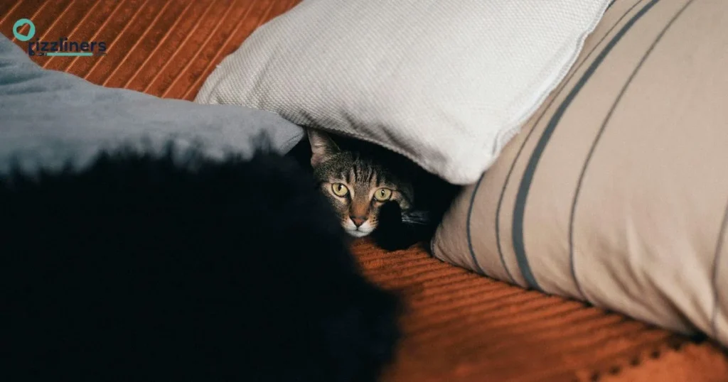 Lazy Gudetama Pickup Lines