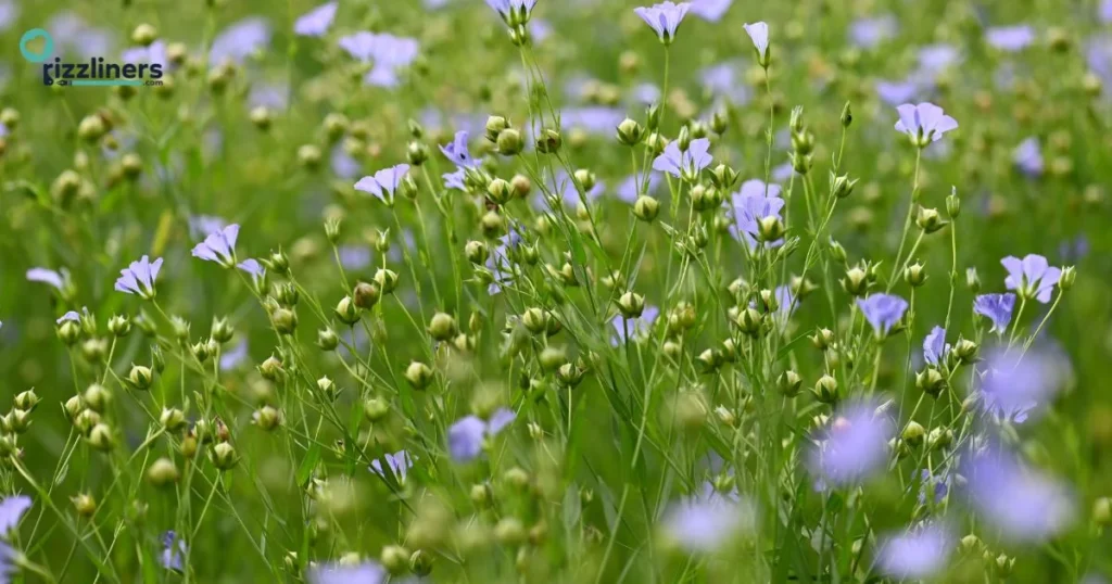 Smooth Flax Pickup Lines