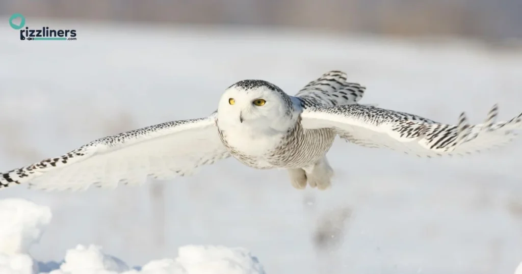 Blizzard Snowy First Impression