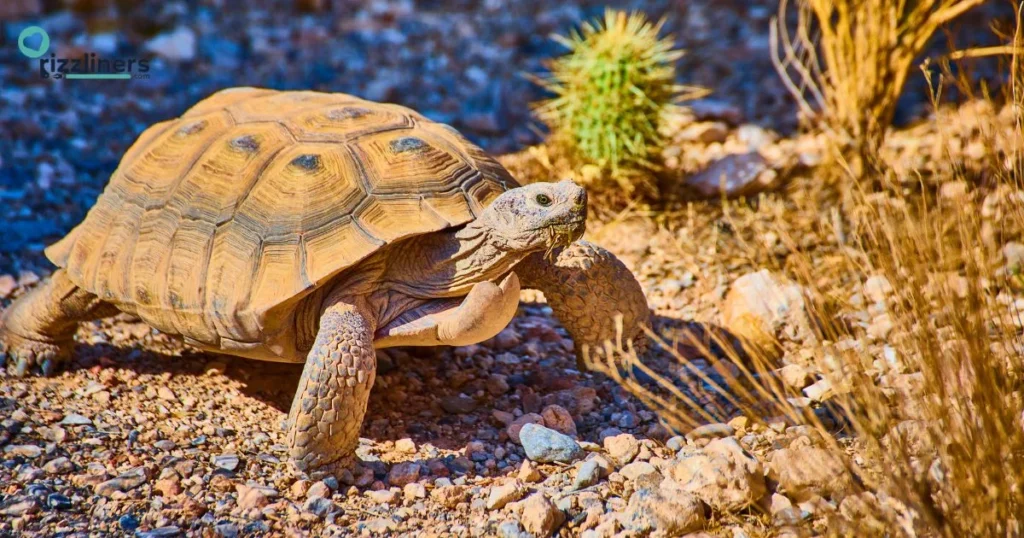 Long Term Love Tortoise